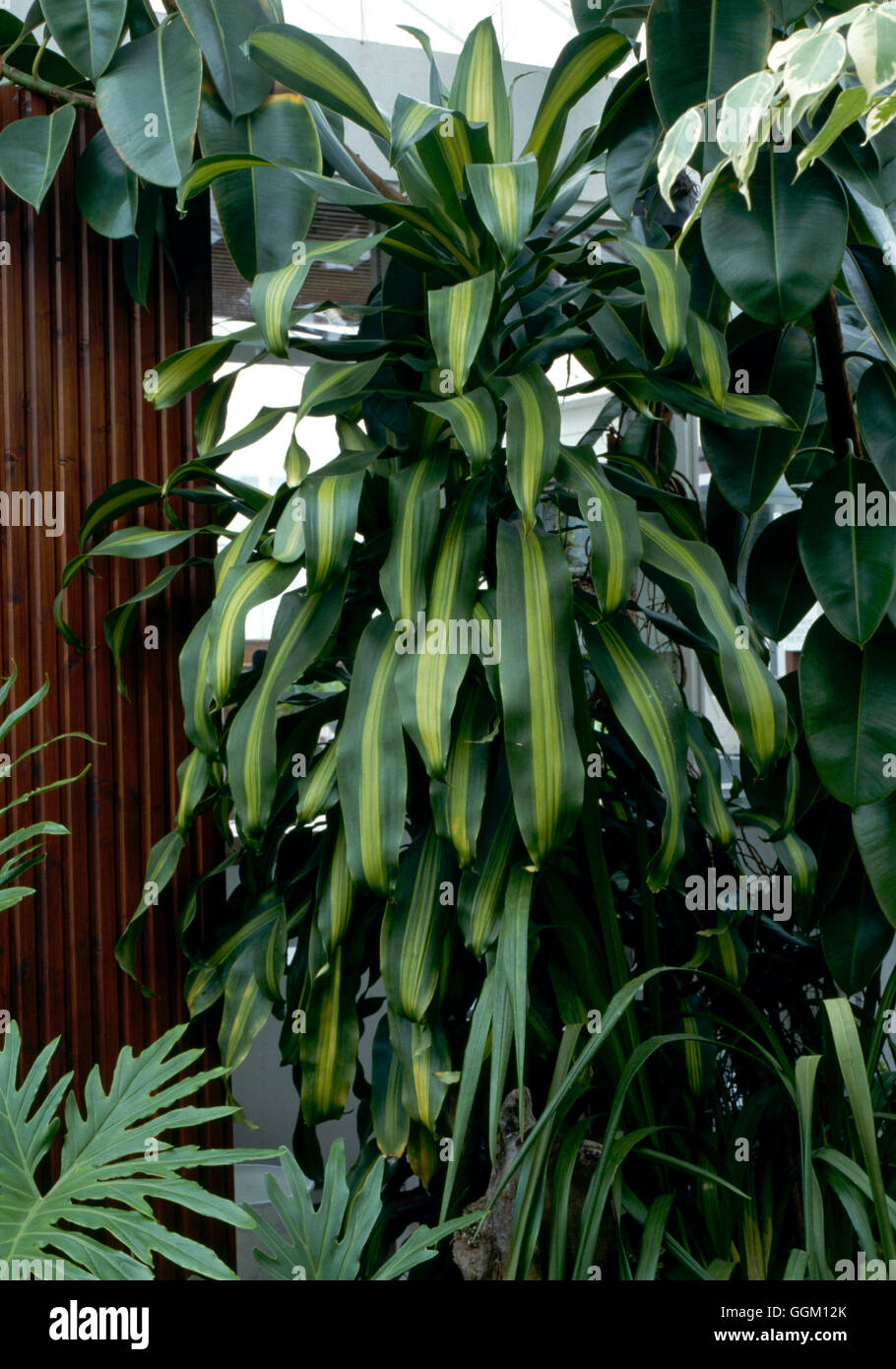 Dracaena fragrans - `Massangeana' Corn Plant   PAL032010 Stock Photo